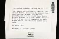 Marasmius oreades image