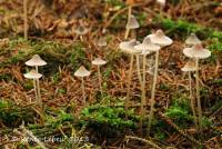 Mycena metata var. metata image