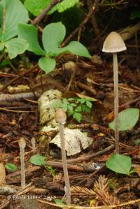 Panaeolus acuminatus image