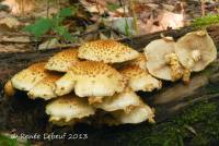 Pholiota squarrosoides image