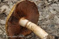 Psathyrella echiniceps image