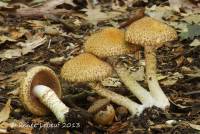 Psathyrella echiniceps image