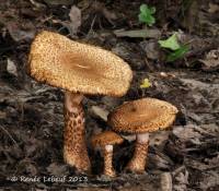 Psathyrella echiniceps image