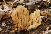 Ramaria brunneicontusa image