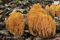 Ramaria neoformosa image