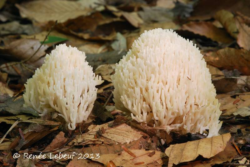 Ramariopsis kunzei var. kunzei image