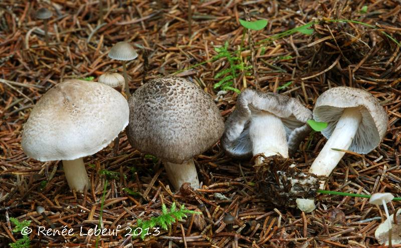 Tricholoma argyraceum image