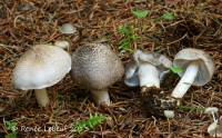 Image of Tricholoma argyraceum