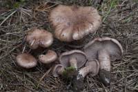 Cleistocybe vernalis image