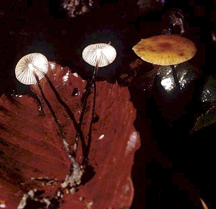 Rhizomarasmius pyrrhocephalus image