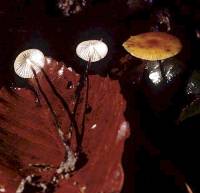 Image of Marasmius pyrrhocephalus