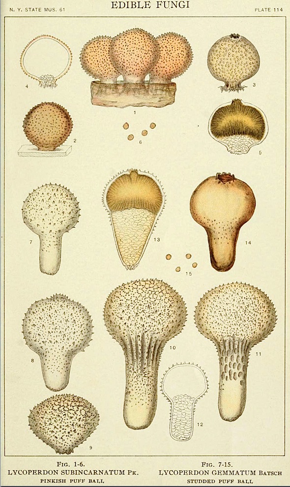 Morganella subincarnata image