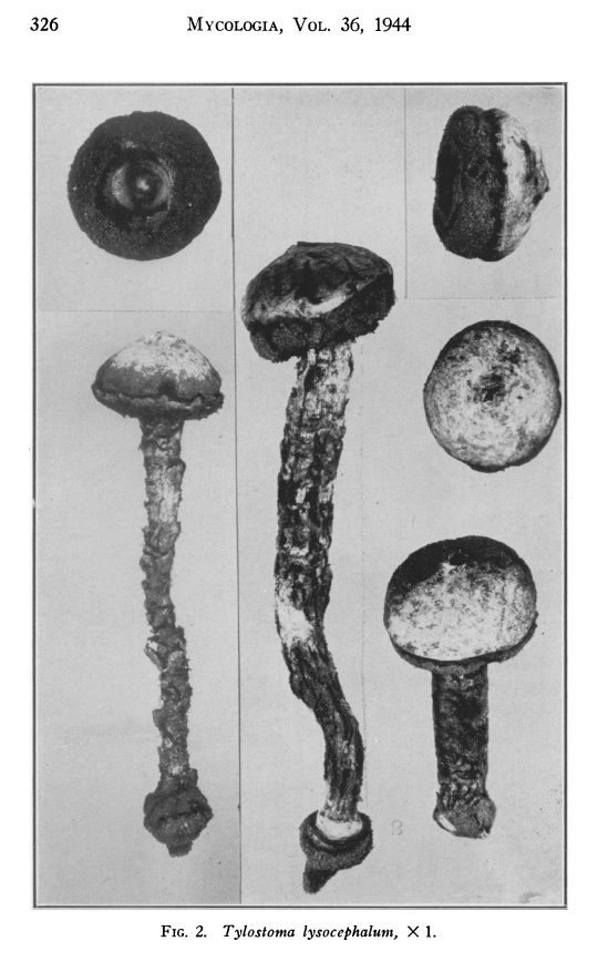 Tulostoma lysocephalum image