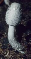 Leucocoprinus cepistipes image