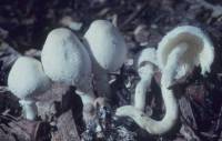 Leucocoprinus cepistipes image