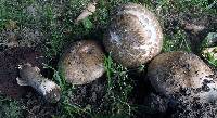 Agaricus cappellianus image