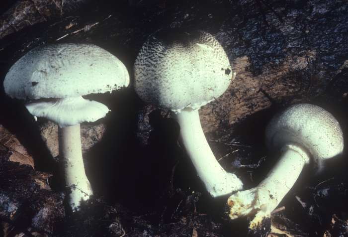 Agaricus placomyces image