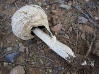 Agaricus texensis image