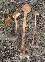 Battarrea phalloides image