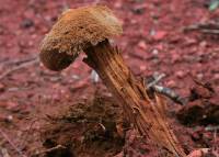 Battarrea phalloides image