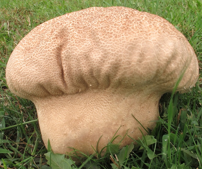 Calvatia craniiformis image