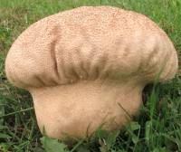 Image of Calvatia craniiformis