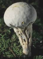 Lycoperdon excipuliforme image