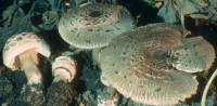 Chlorophyllum rachodes image