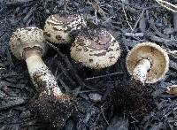 Chlorophyllum rachodes image