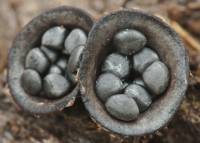 Cyathus stercoreus image