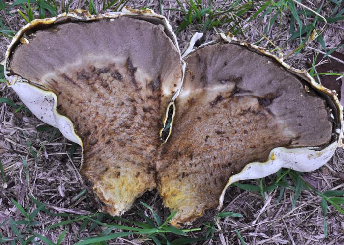 Calvatia cyathiformis image