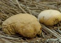 Calvatia rugosa image