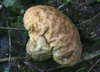 Calvatia rugosa image