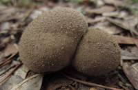 Lycoperdon nigrescens image