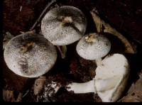 Lepiota atrodisca image