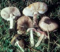 Lepiota brunnescens image