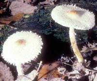 Lepiota clypeolaria image