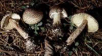 Lepiota cortinarius image