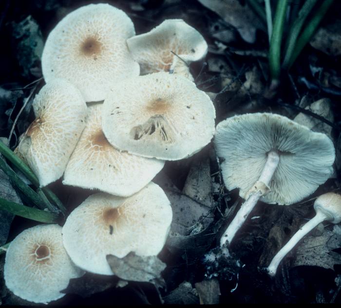 Lepiota cristata image