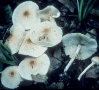 Image of Lepiota felinoides