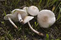 Lepiota erminea image