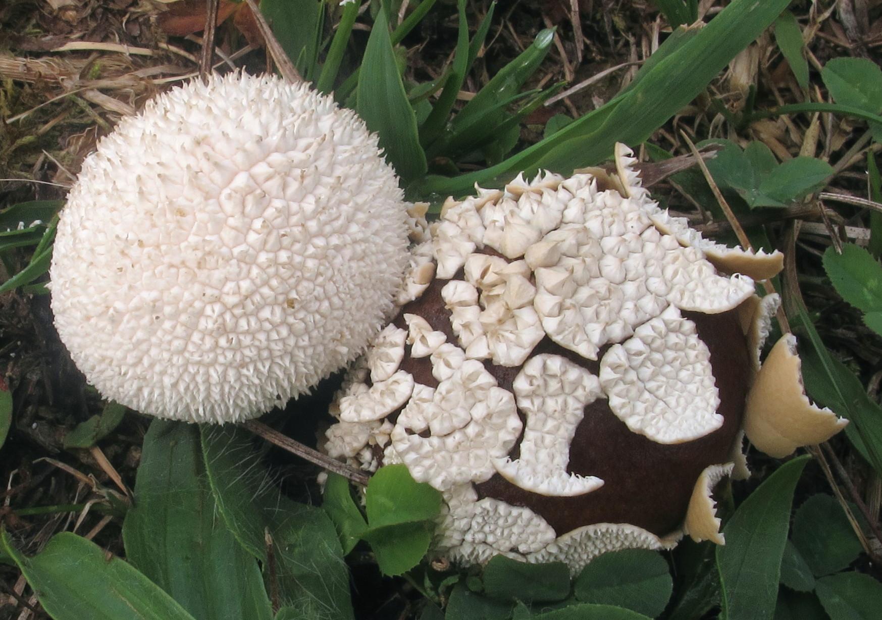 Lycoperdon marginatum image