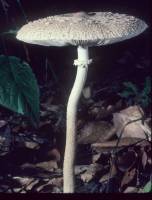 Macrolepiota prominens image