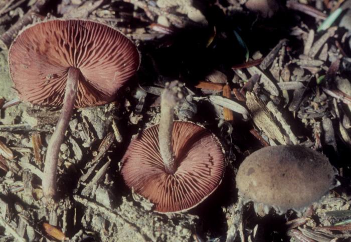 Melanophyllum haematospermum image