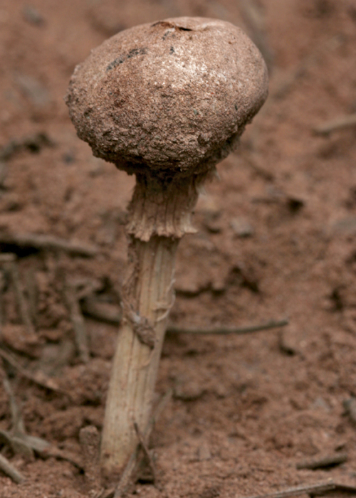 Schizostoma argentinense image