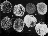 Tulostoma albicans image