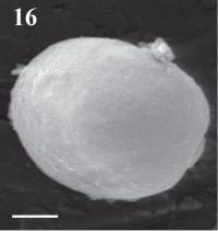 Tulostoma cretaceum image