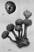 Image of Tulostoma exasperatum