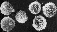 Tulostoma excentricum image