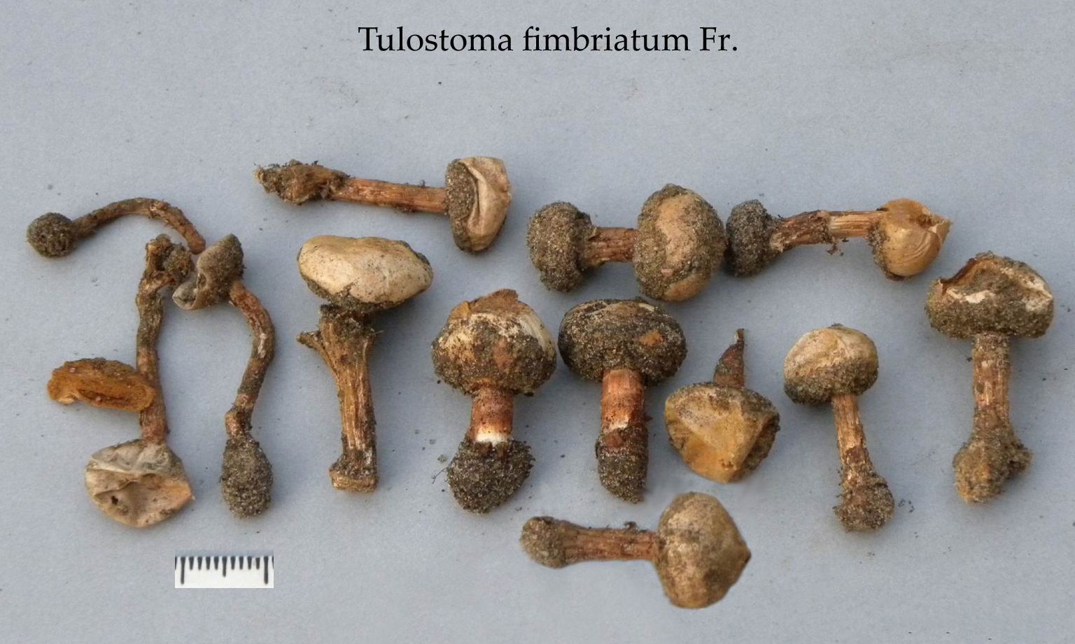 Tulostoma fimbriatum var. fimbriatum image